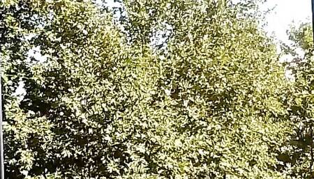 Deodorant between the tits