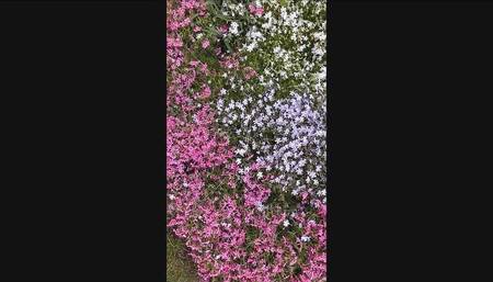 Semen Garden 1