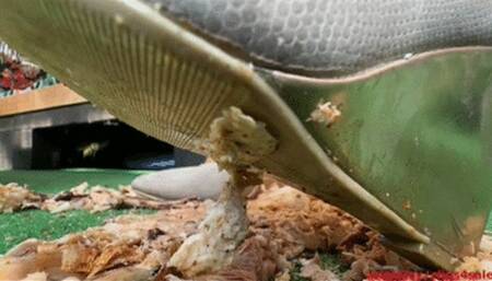 Destroying a COCK wmv