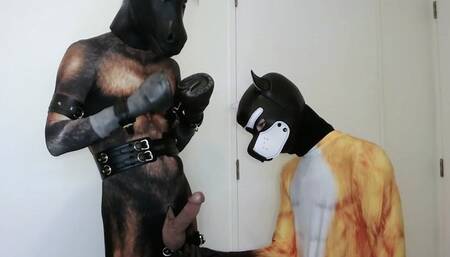 Sly Fox, Silly Pony - Bondage Edging PetPlay FUN!