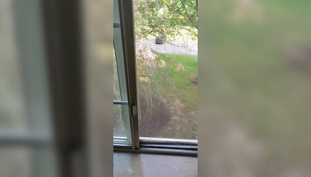PenisPumping in my Window