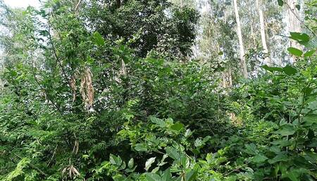 Brother-in-law Took Sister-in-law to the Jungle and Fucked Her a Lot