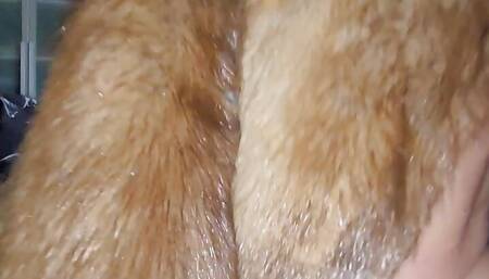 POV homemade I fuck my husband in my fur coat and my big tits jiggle on my hairy butterfly pussy