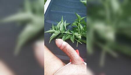 Play with fresh nettles