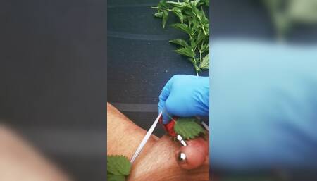 Jerking off with nettles