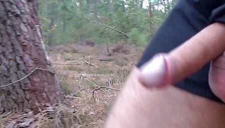 Forest walk