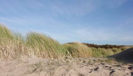 Public - Dutch Beach Suck