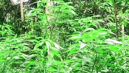 Indian Neighbor Bhabhi Jungle Fucked.