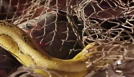 Hunter Nicole Aniston captures a Minotaur and Milks his