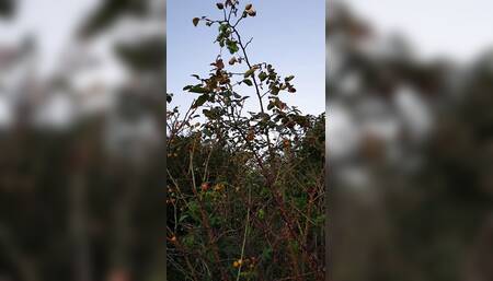 Lady Alice (9:16) 09 Part 3 - Bride Diaries - Full HD 60fps