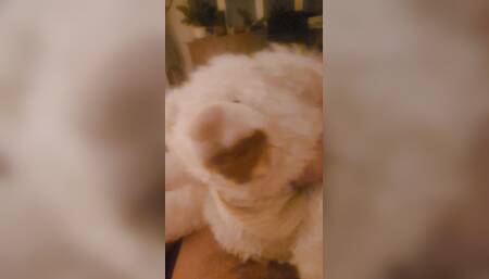 My Teddy Bear