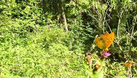 Mesmeriza compilation 11 Island of Desires