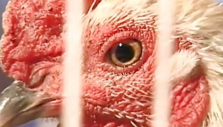 Texas dildo masquerade