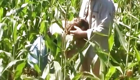 Threesome in the cornfield