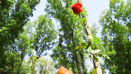 Mesmeriza Compilation 12 Island of Oblivion