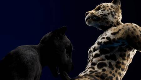 A furry gets sucked deep and the paw finish