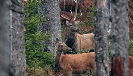 Moose - Animals of the Earth - Let's save the animals