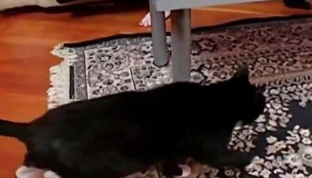 A Really Horny Scene