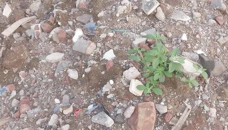 Aaj raat ko Bhavina chodia Bye What's kodak and land kadavi