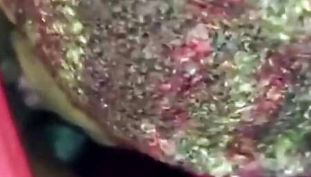 Licking That Pussy...