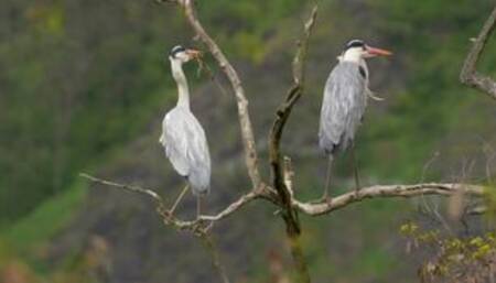 Grey Heron - Animals of the Earth - Let's save the animals