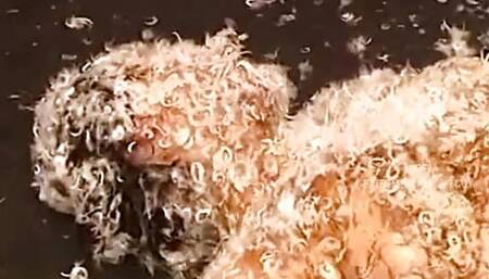 Powergames - Compilation of tied up sluts being tormented