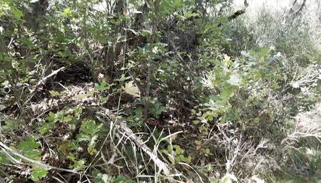 Horny guy sneaks into the woods to jack off