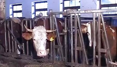 Redhead German slut tied up and fucked hard