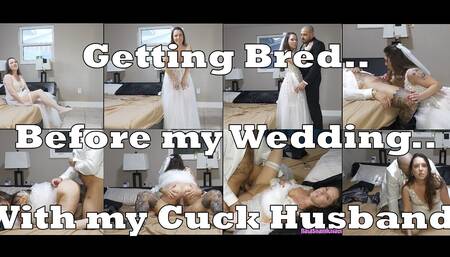 Getting Bred by My Bull on My Cuck Wedding Night