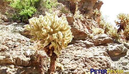 Peterfever Desert Modern 3 - Hot, Cool and Baked