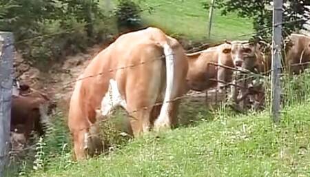 Busty German blonde tied up and fucked hard countryside