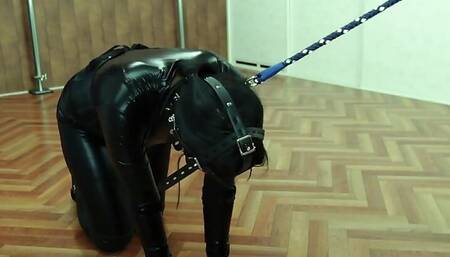 Ordinary Girl in Bitch Training