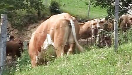 Pierced German blonde tied and spanked before hot outdoor fuck