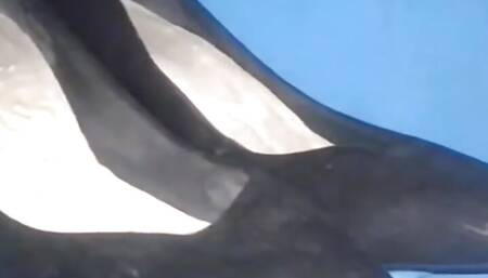 Shoes Worn by Manager Adriana