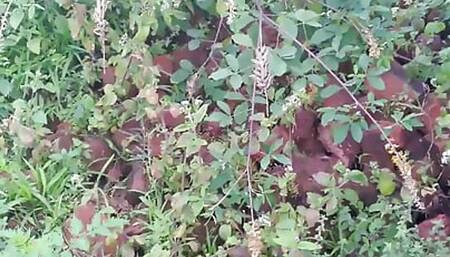 Horny Devar accidentally Fucks Newly Married Hot viDesi Bhabhi